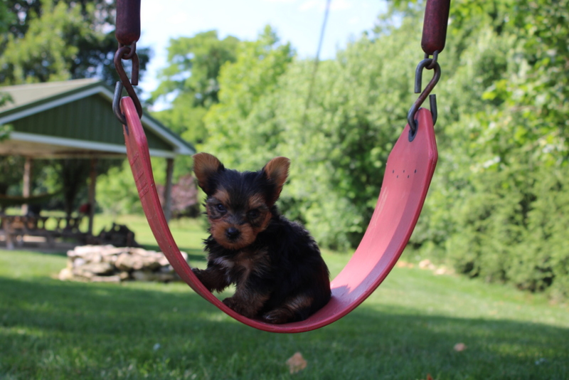 puppy, for, sale, Yorkshire Terrier , Matthew B. Stoltzfus, dog, breeder, Gap, PA, dog-breeder, puppy-for-sale, forsale, nearby, find, puppyfind, locator, puppylocator, aca